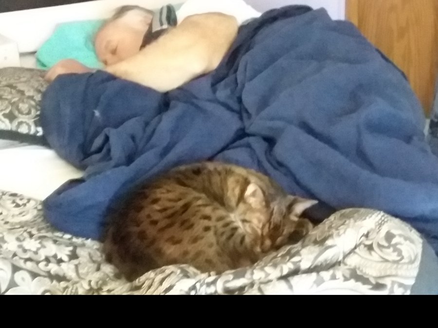 I-Had-To-Put-My-Kitty-Down-Today-His-Name-Was-Tiki,-A-Savannah-Cat-;-